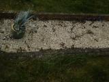 image of grave number 312711